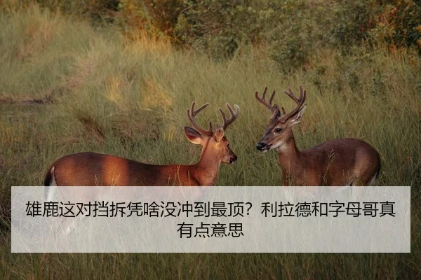 雄鹿这对挡拆凭啥没冲到最顶？利拉德和字母哥真有点意思
